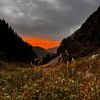 adil_light