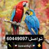kuwait8q5