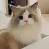scottishevie