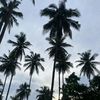 fahryindrawan_