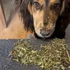 foundationk9equineherbs