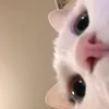 boluxank