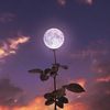 m00nlight_fl0wers