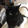 ravencatlucky