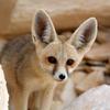 feralfennec