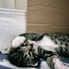 louna___11