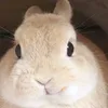 ronweaslycute