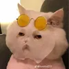 _connhovochi6