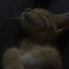 petitefanfplayer