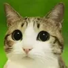 meowolmeirah_27