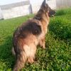 petlover070