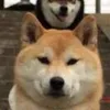 shibawanwansatoni
