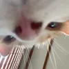 deolagicahihi