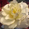 Beautiful Rosa