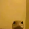 nupppller