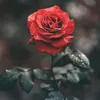 hananh771