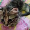 catlovers_312