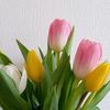 tulipe9724