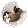 biscuit_meows