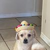 cesarhernandez7437