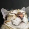 nqocuhi