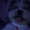 doydoyodoy