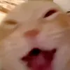 pogikotlga88