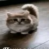 pipipupik48