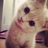 fiishinee_