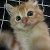 dididdaww