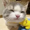tt_queanh