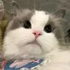 nicaaa_mhwamwha