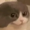 coisatafeia