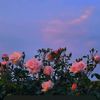 al_batoul7