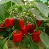 sergior_2023