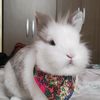 arthurelconejo