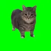 chico_mesi
