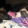 cooper_evie1