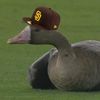 sandiegopadreslover