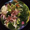 hanan_0353