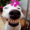 🌟 CƯỜI HỞ MƯỜI CÁI RĂNG 🌟