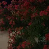 jorysaqr