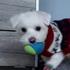 olcia_3