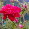 yeasmin5428168151453