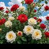 shajid.mahmud4