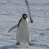 pinguino_con_machete
