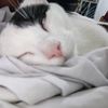 tinogbastian0