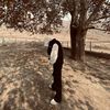 bisheshsunar