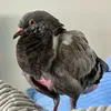 peckypigeon