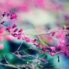 ammar_alridha